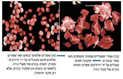 שיפור ניצולת המזון במעלי גירה